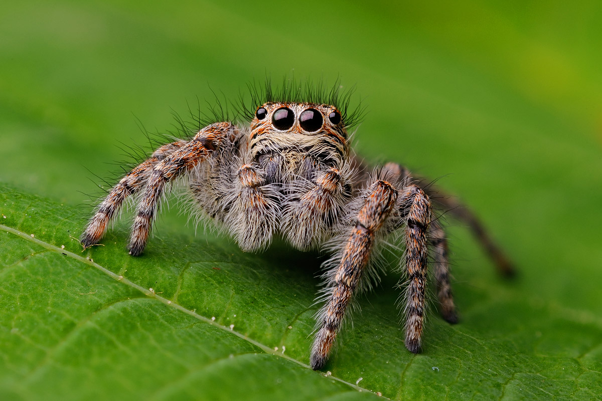 Philaeus chrysops - Female